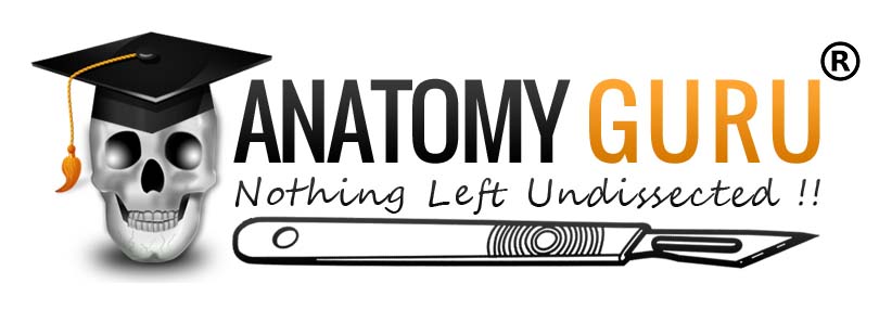 Anatomy Guru Logo